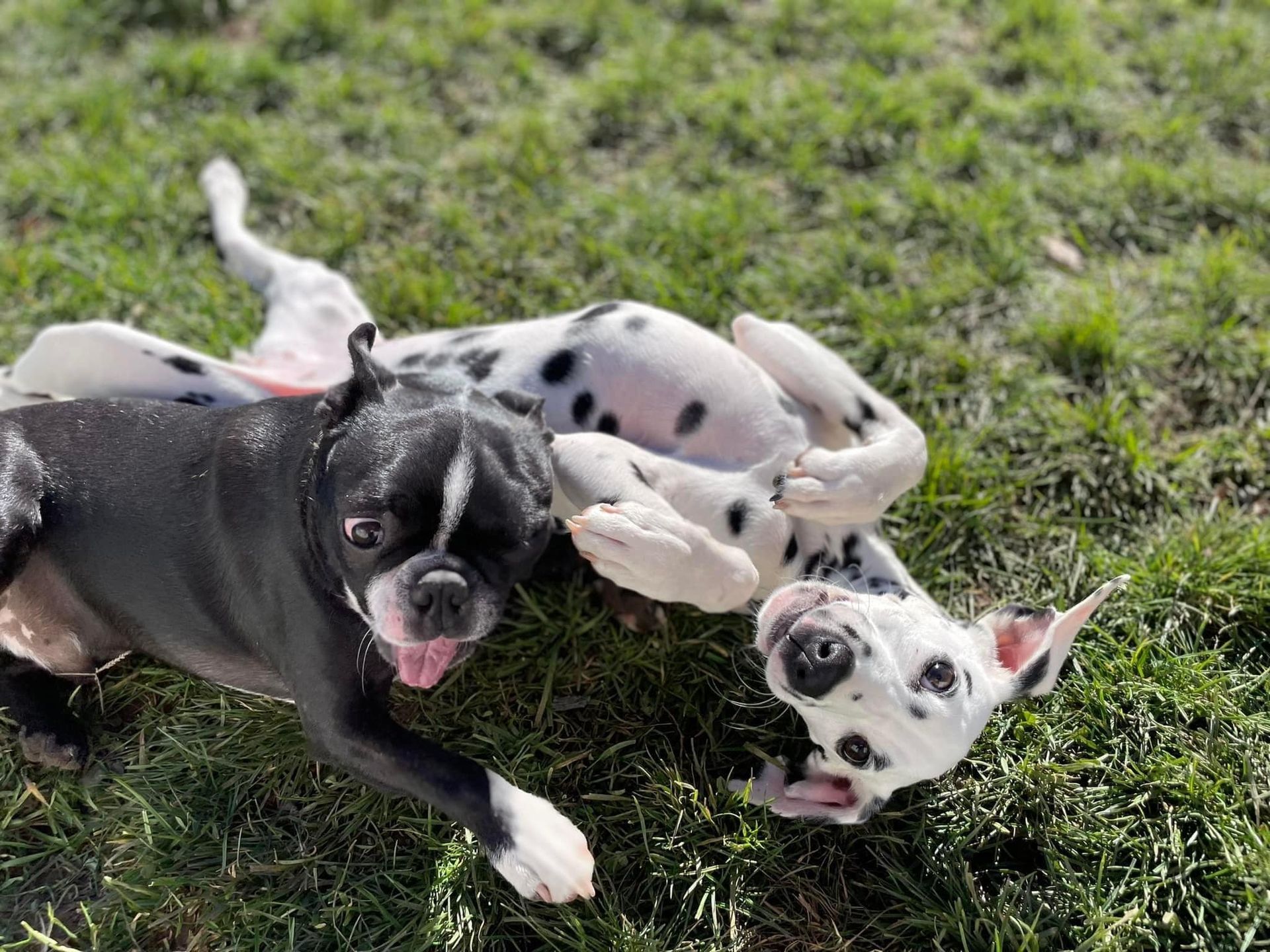 Two Dogs Running and Playing — Niles, MI — Bunk & Biscuit