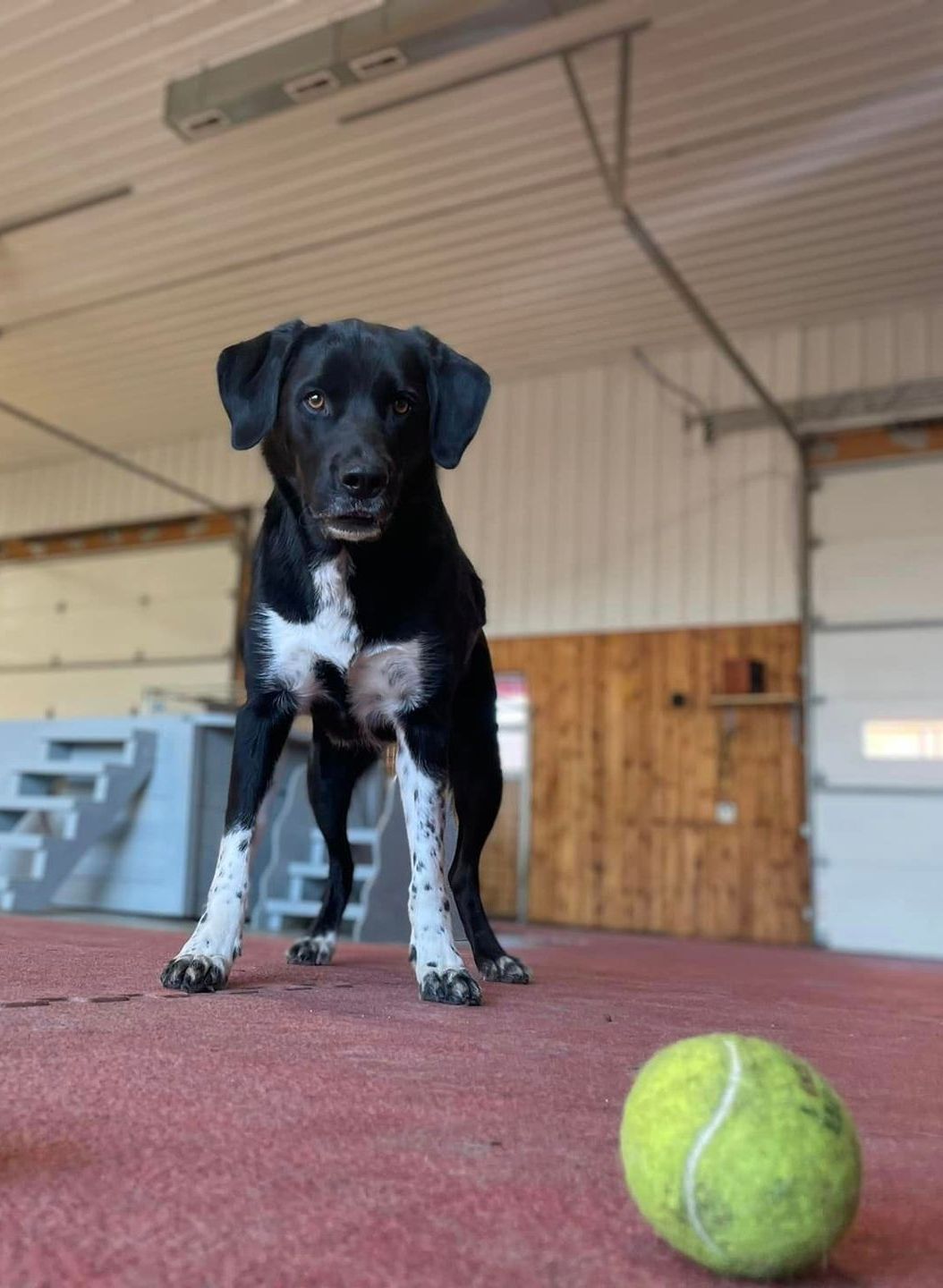 Dog Sitting on Tennis Balls — Niles, MI — Bunk & Biscuit