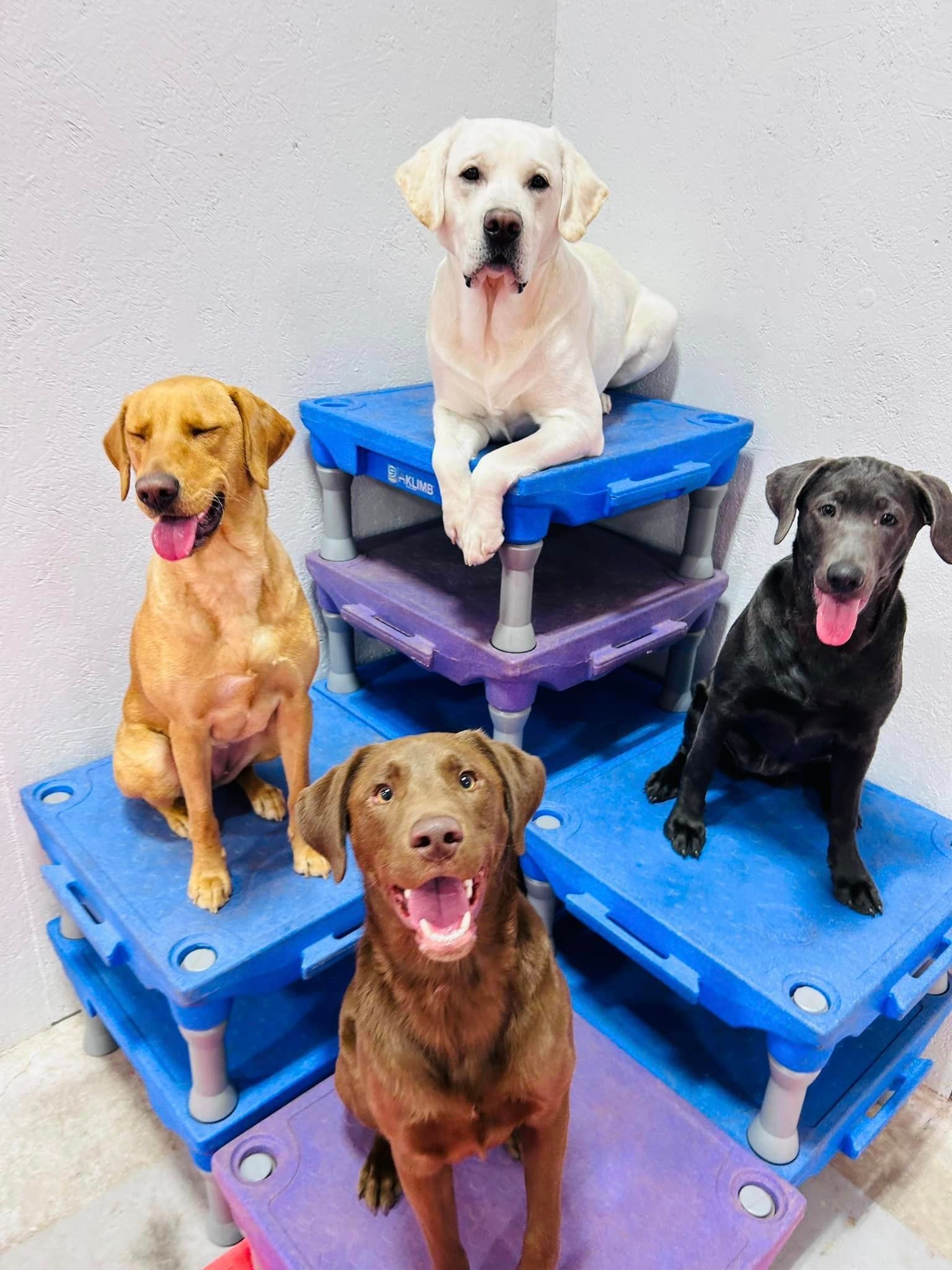 Dog training classes in progress in South Bend, IN