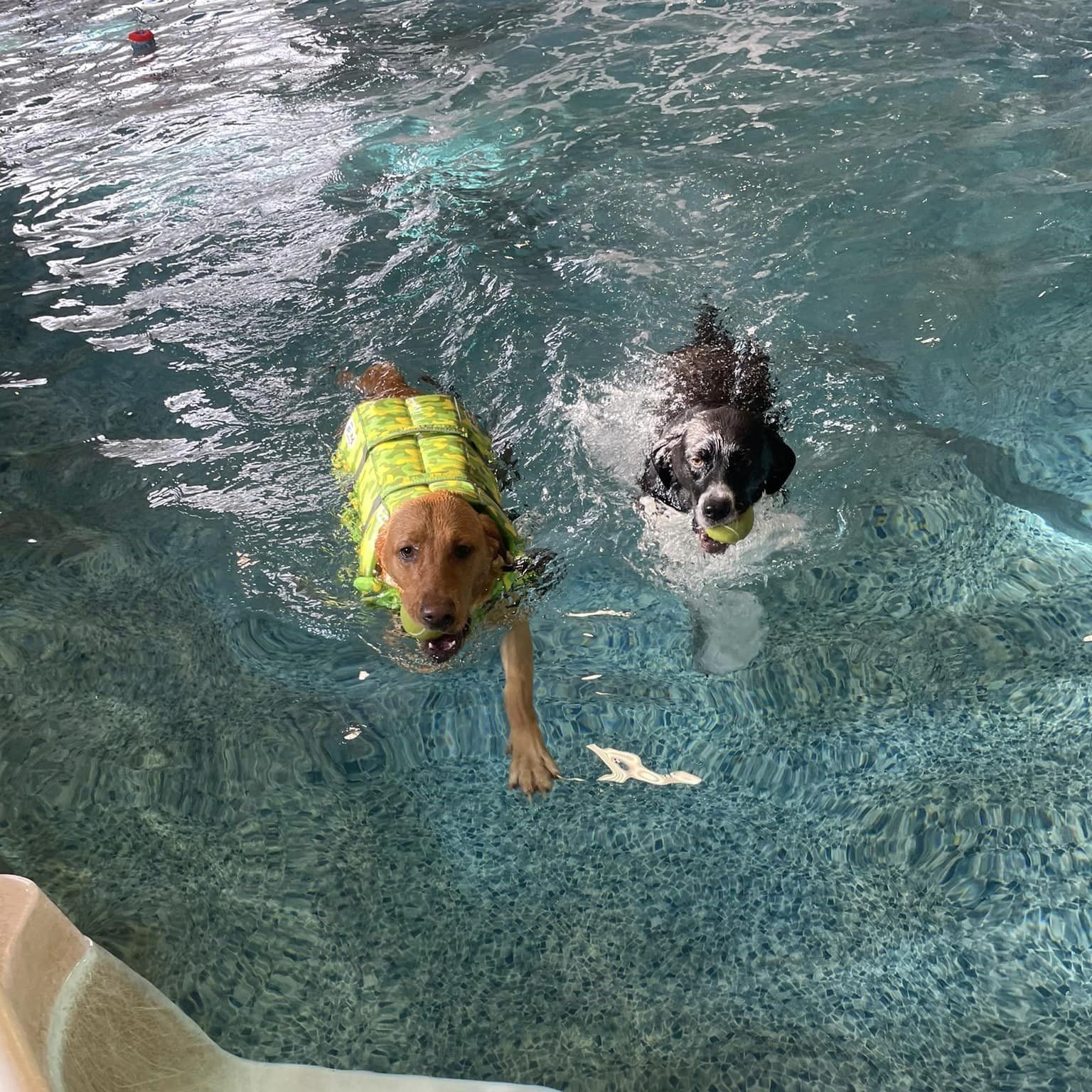 Two dogs swimming in a pool, one wearing a life vest.