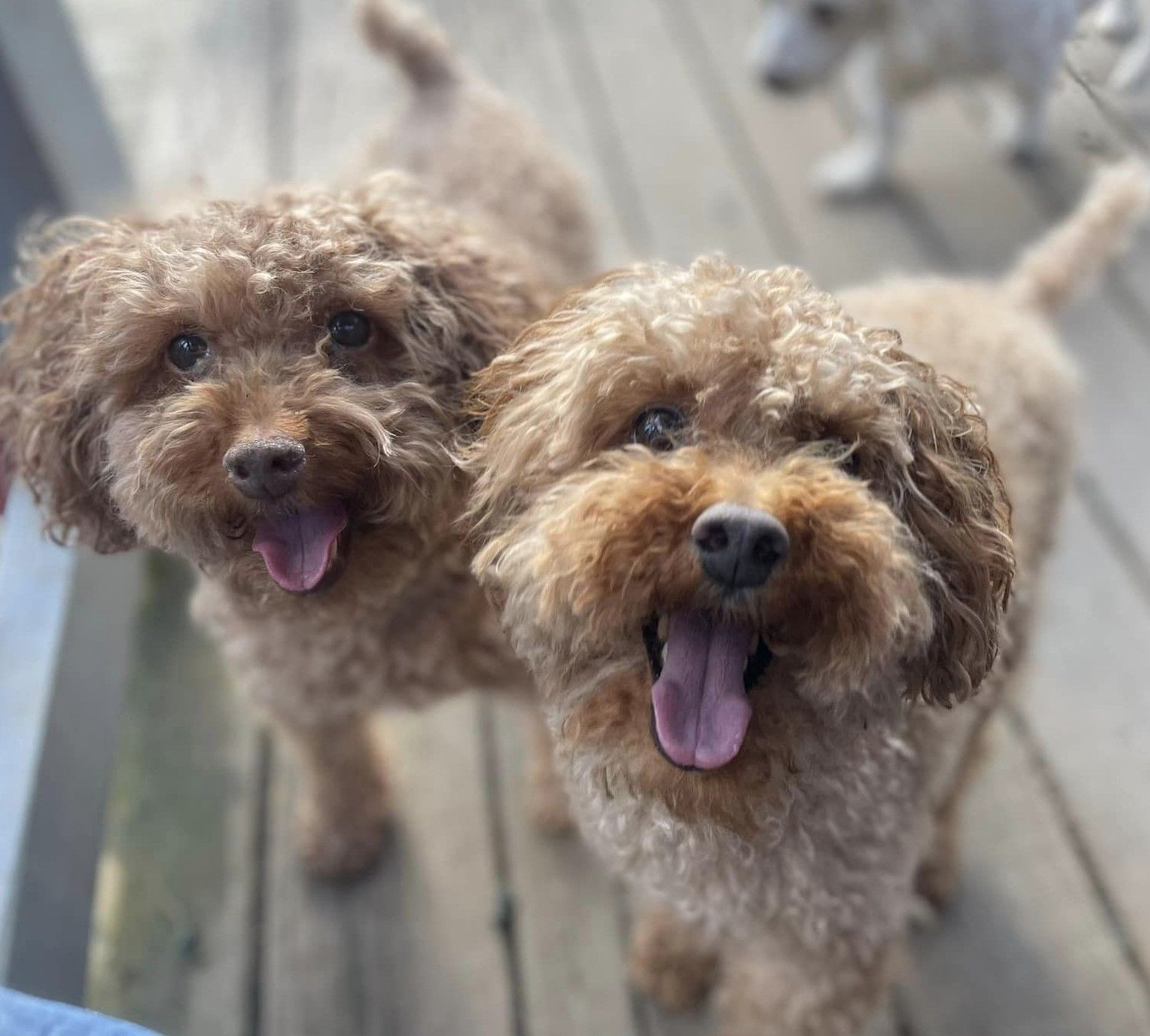 Rowdy & Rusty — Niles, MI — Bunk & Biscuit