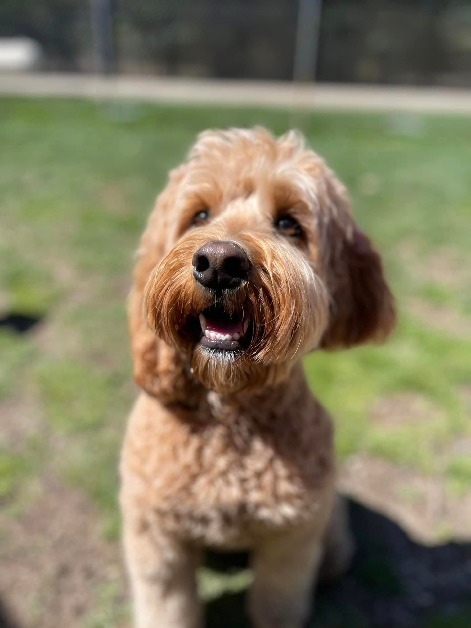 Golden-brown Goldendoodle looking up, mouth slightly open, sitting in green grass.