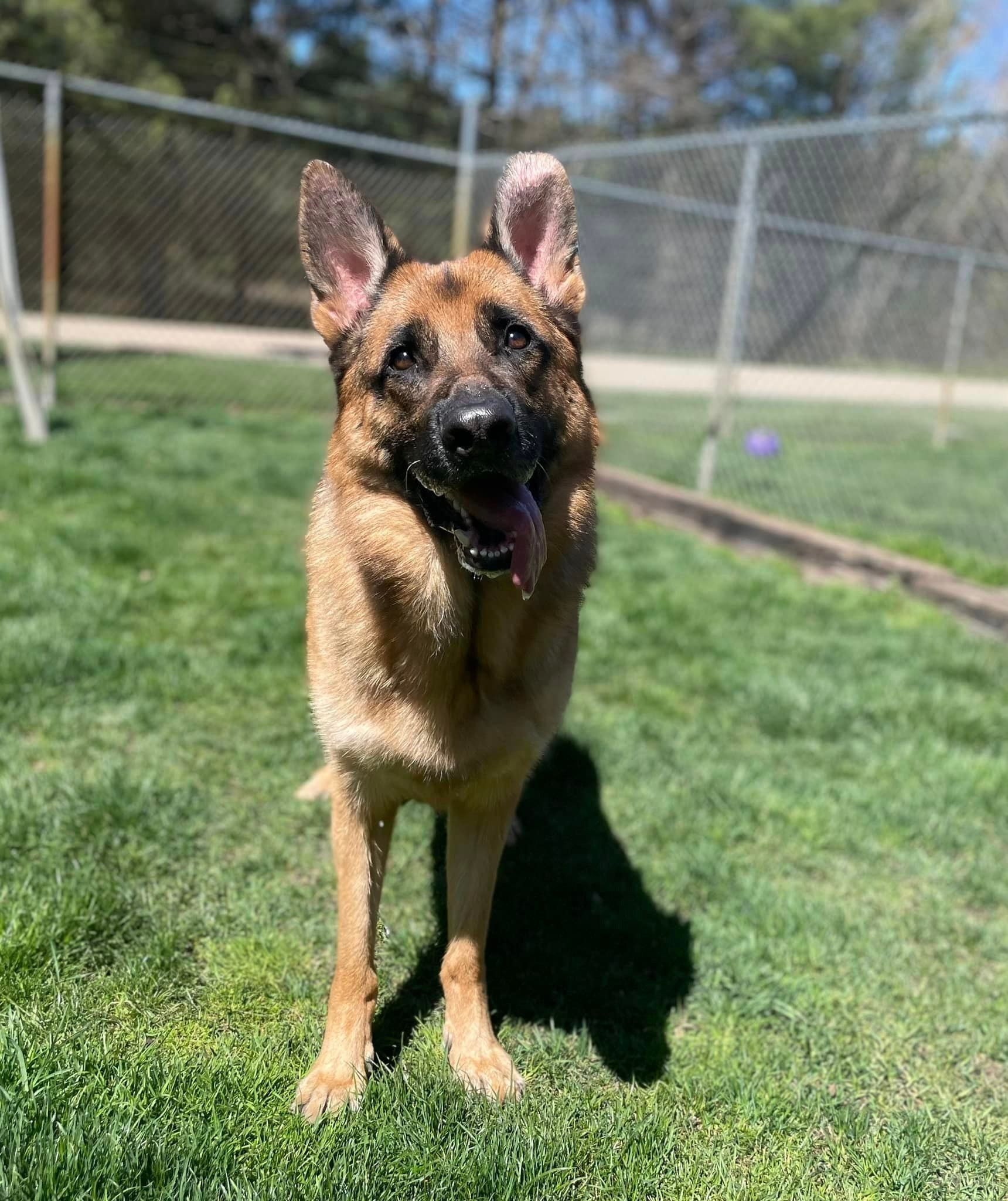 German Shepherd dog standing on grass, panting in a park.