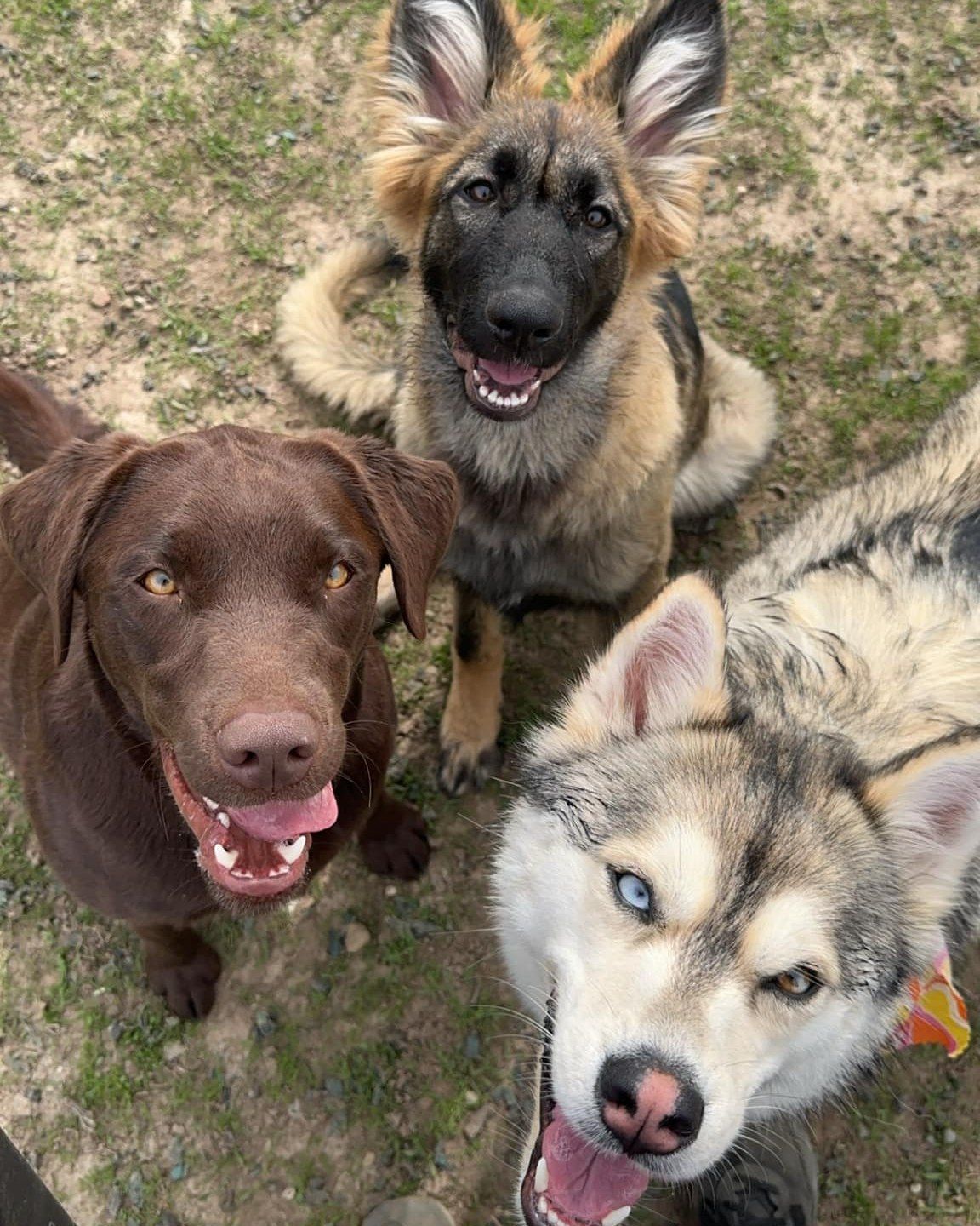 Three dogs looking up: chocolate Lab, German Shepherd, and Husky with different colored eyes, outdoors.