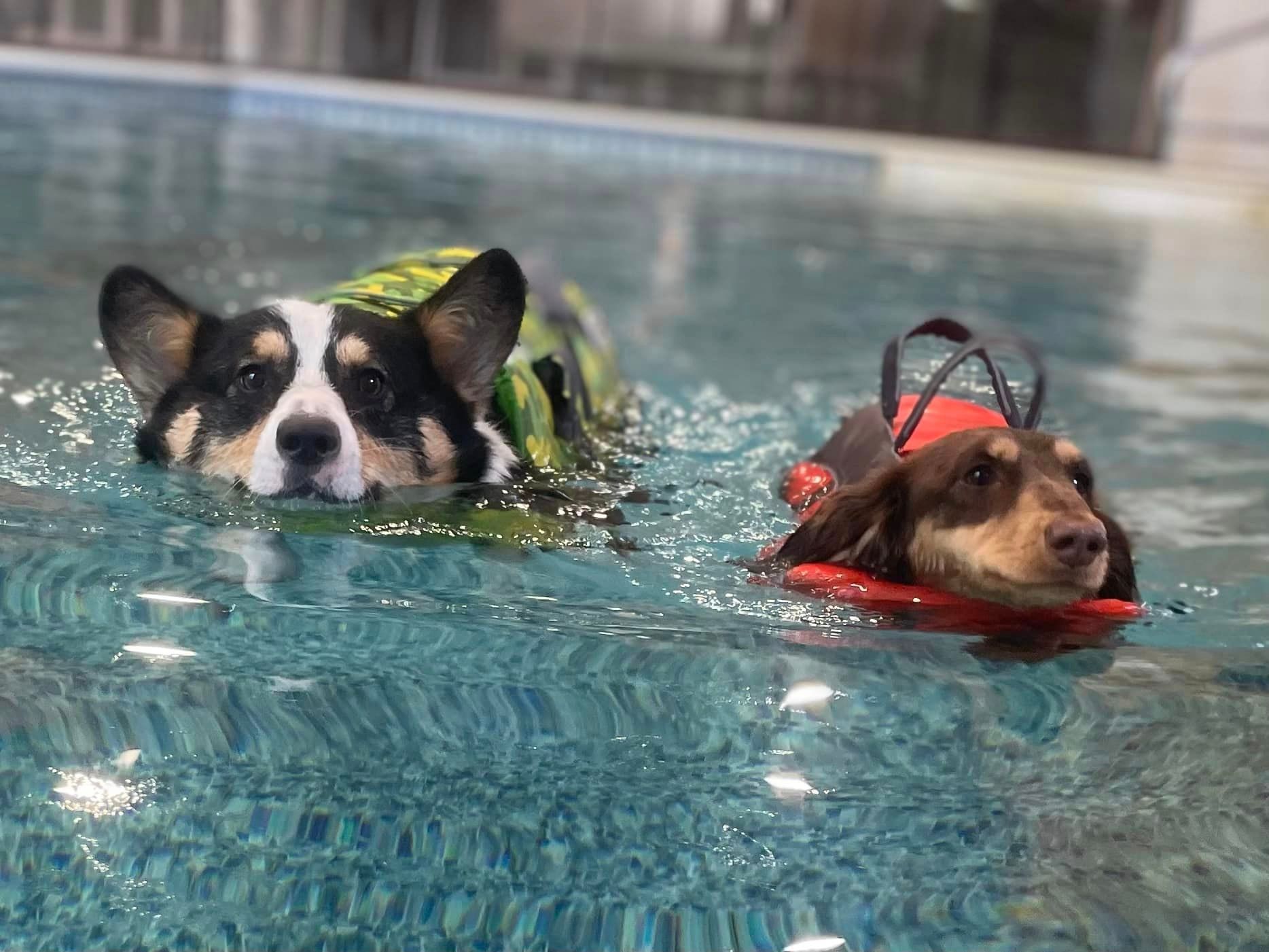 Dog Swimming on Heated Indoor Pool — Niles, MI — Bunk & Biscuit