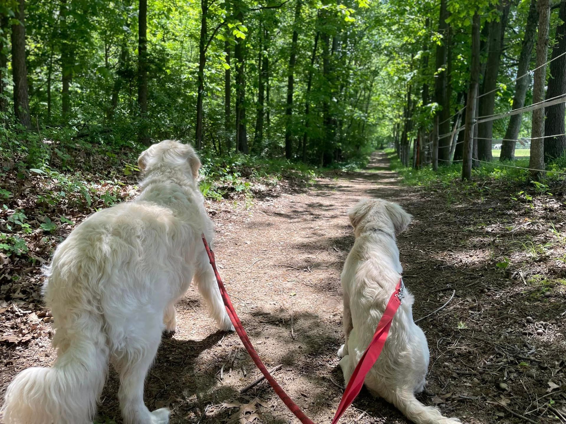 Dog Sitting on Leaves — Niles, MI — Bunk & Biscuit