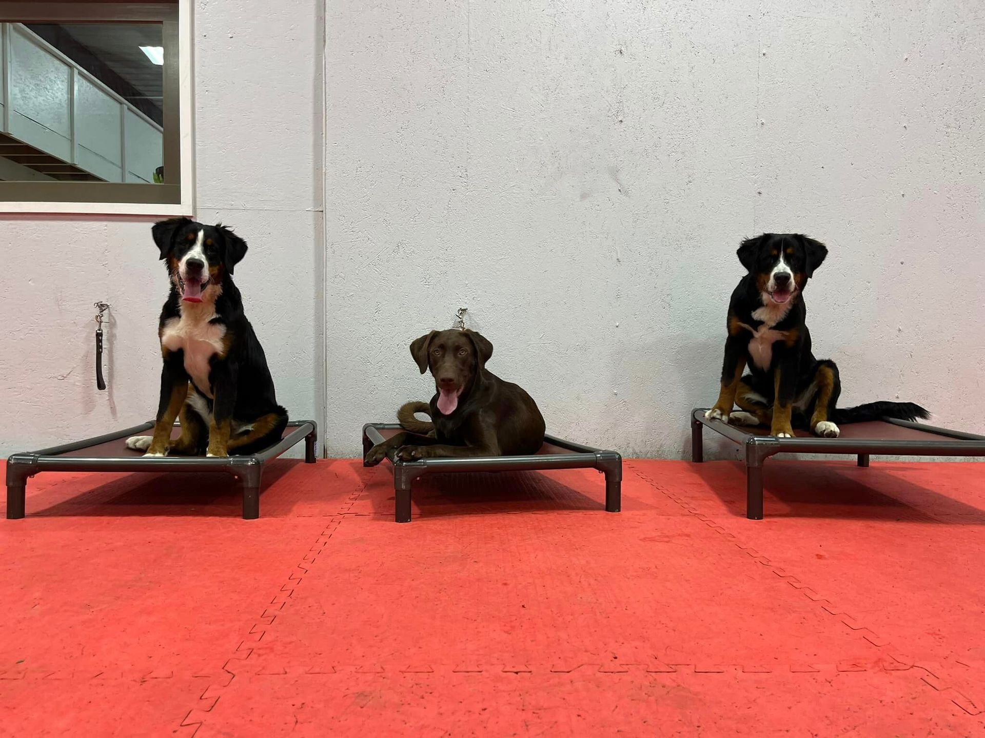 Three dogs sit on elevated platforms in a training room. One dog relaxes, while the others sit attentively.