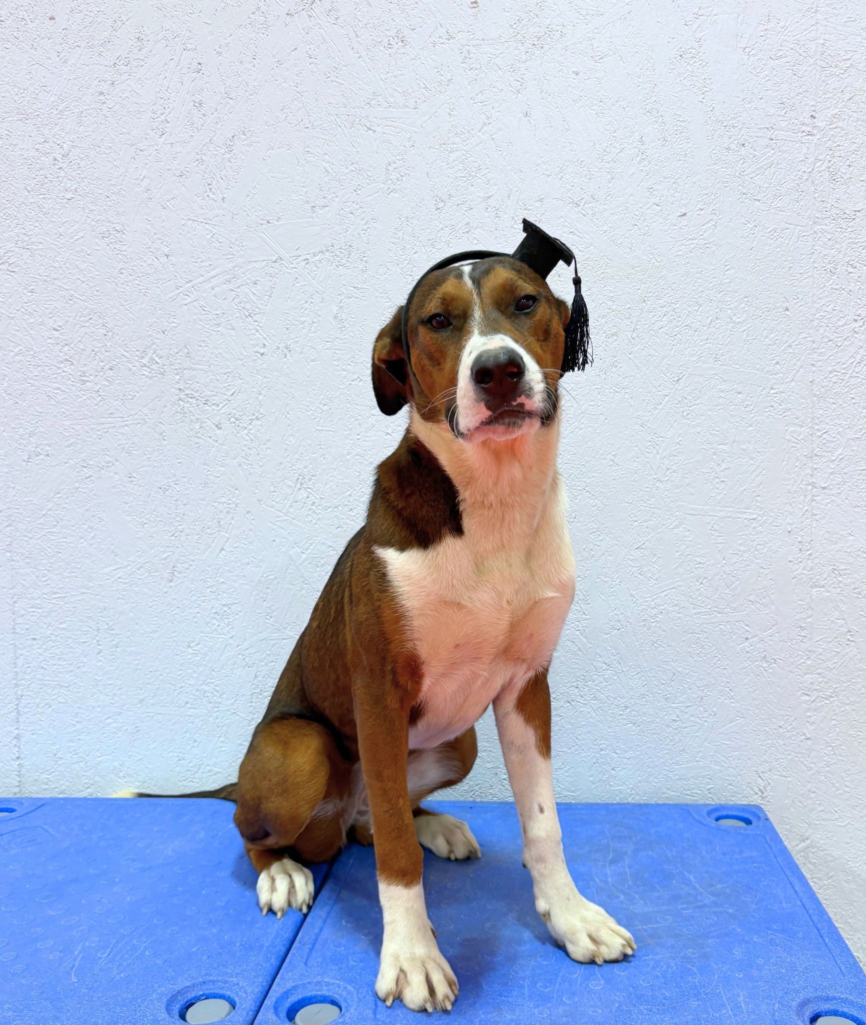 Dog wearing headphones sits on a blue platform, looking at the camera. Brown and white fur.