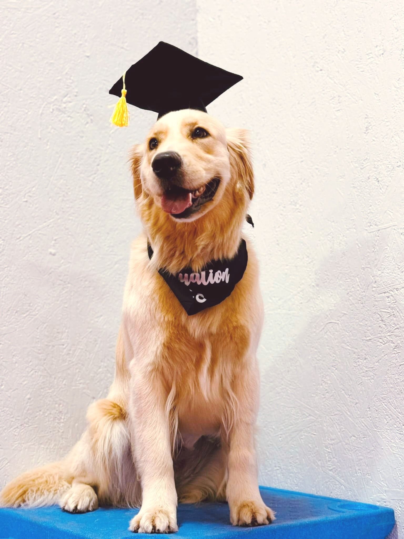 Dog training classes in progress in South Bend, IN