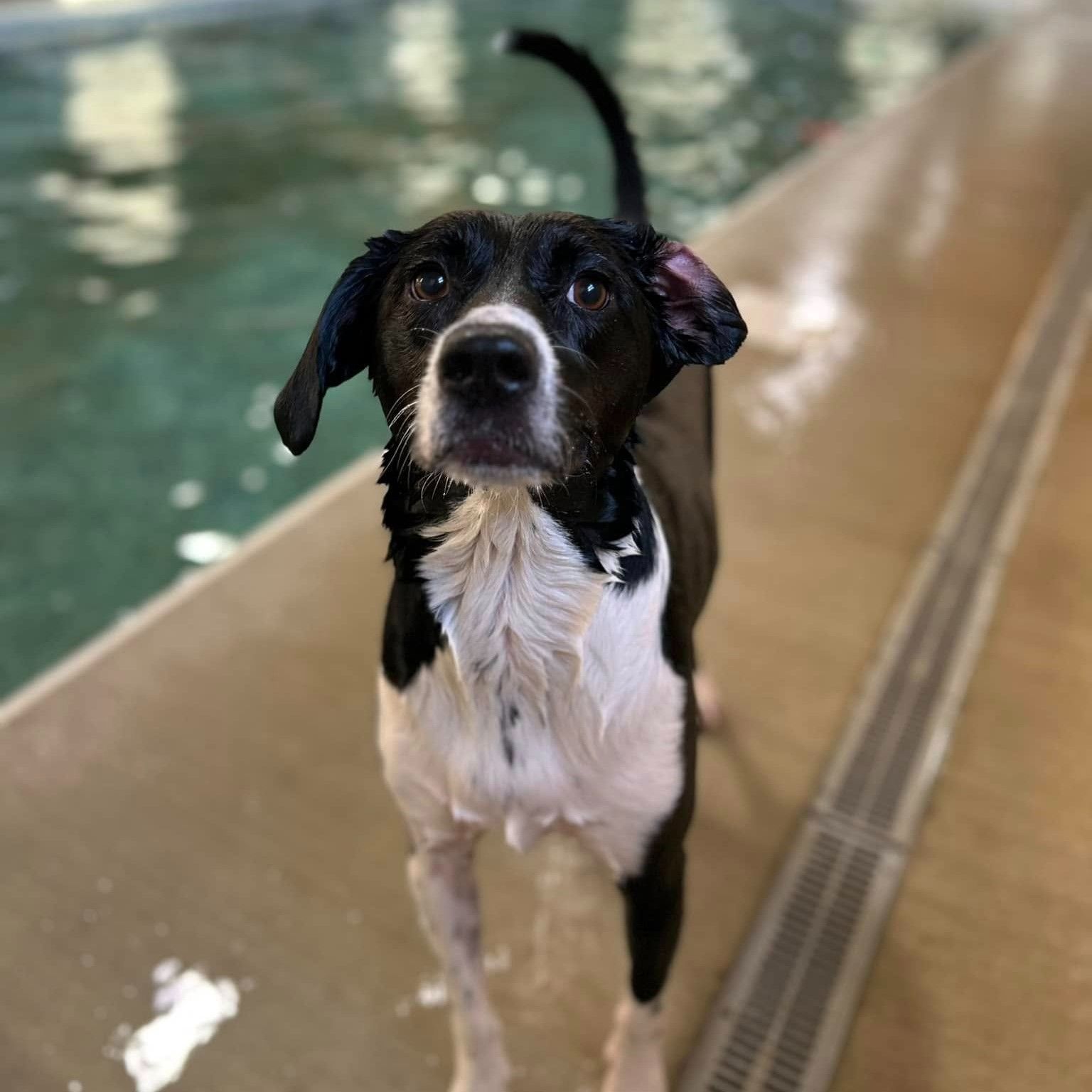 Black and white dog standing by a pool, looking up with wet fur.