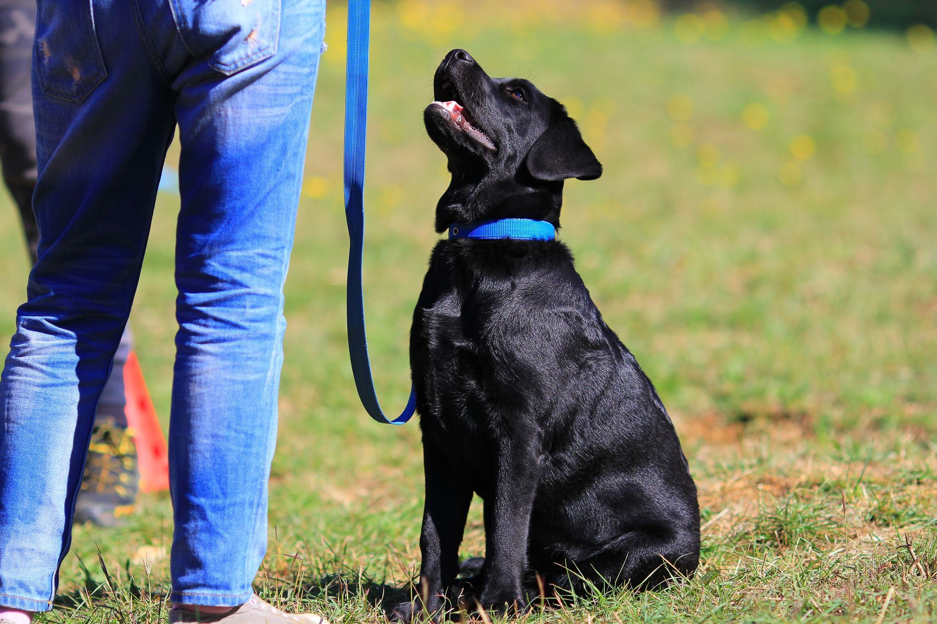 Black dog sitting, looking up, blue leash, person's legs, grassy field. Black dog sitting, looking up, blue leash, person's legs, grassy field.