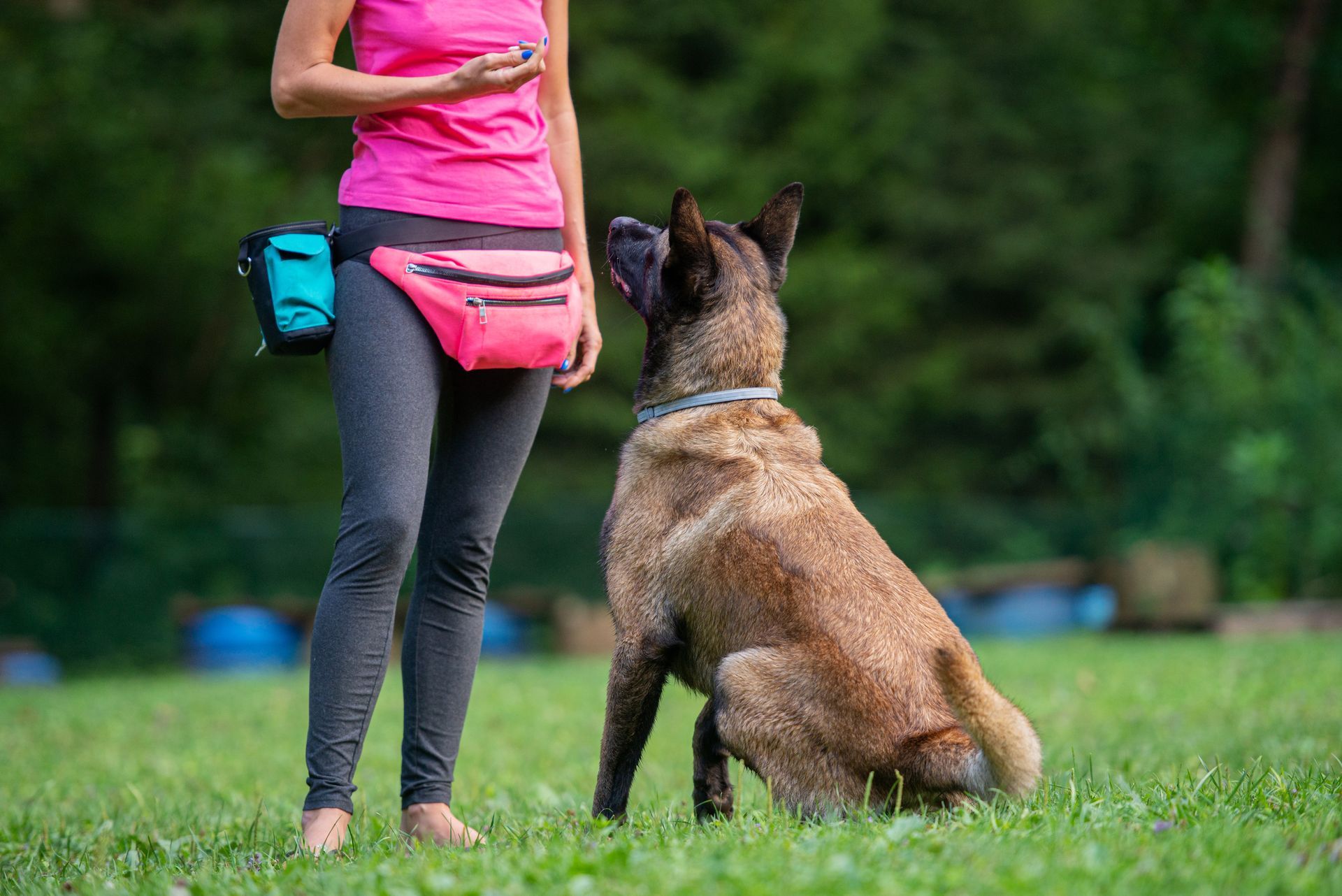 A dog trainer with a Belgian Malinois is sitting in front of her, looking and listening to her.