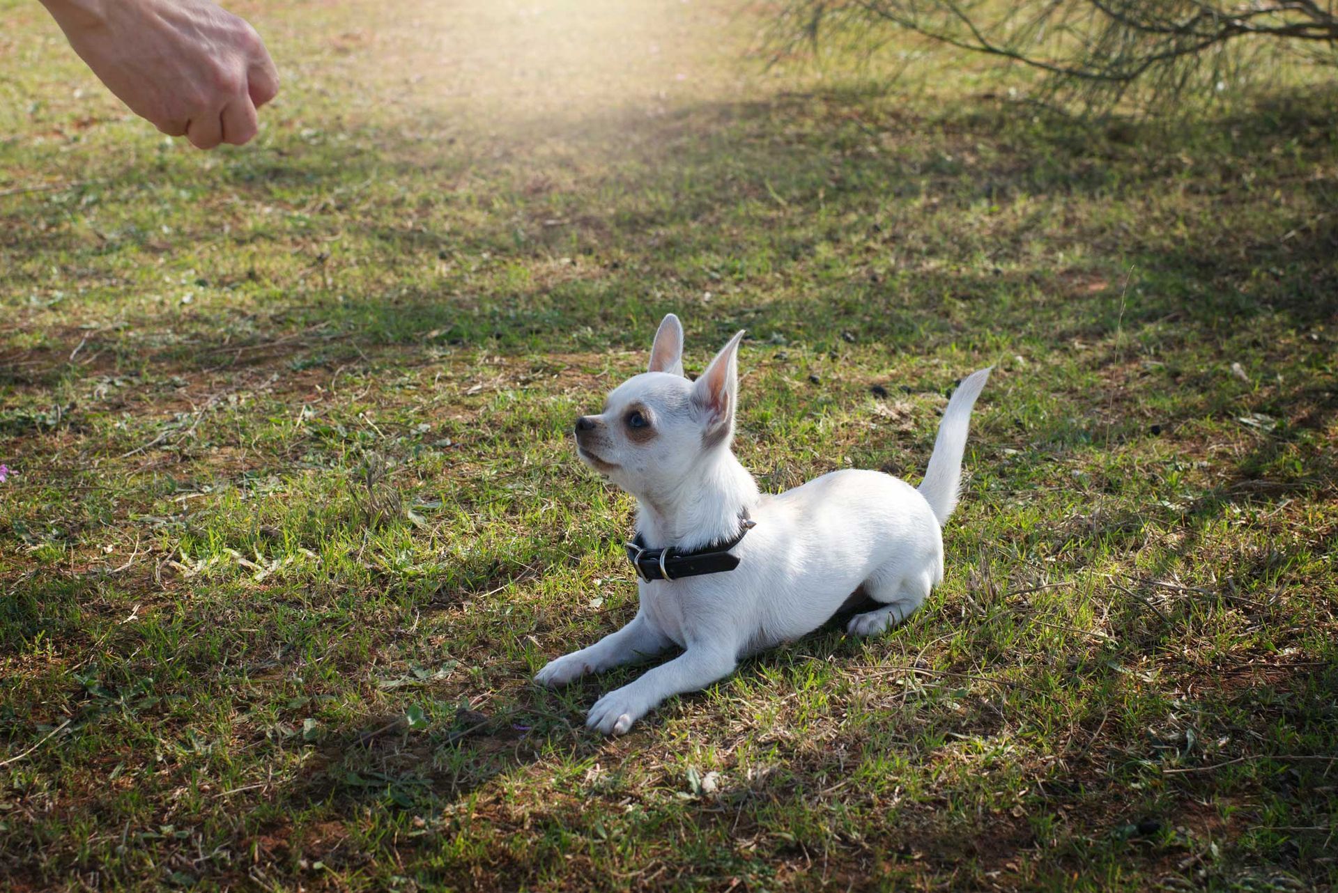 A chihuahua being trained.
