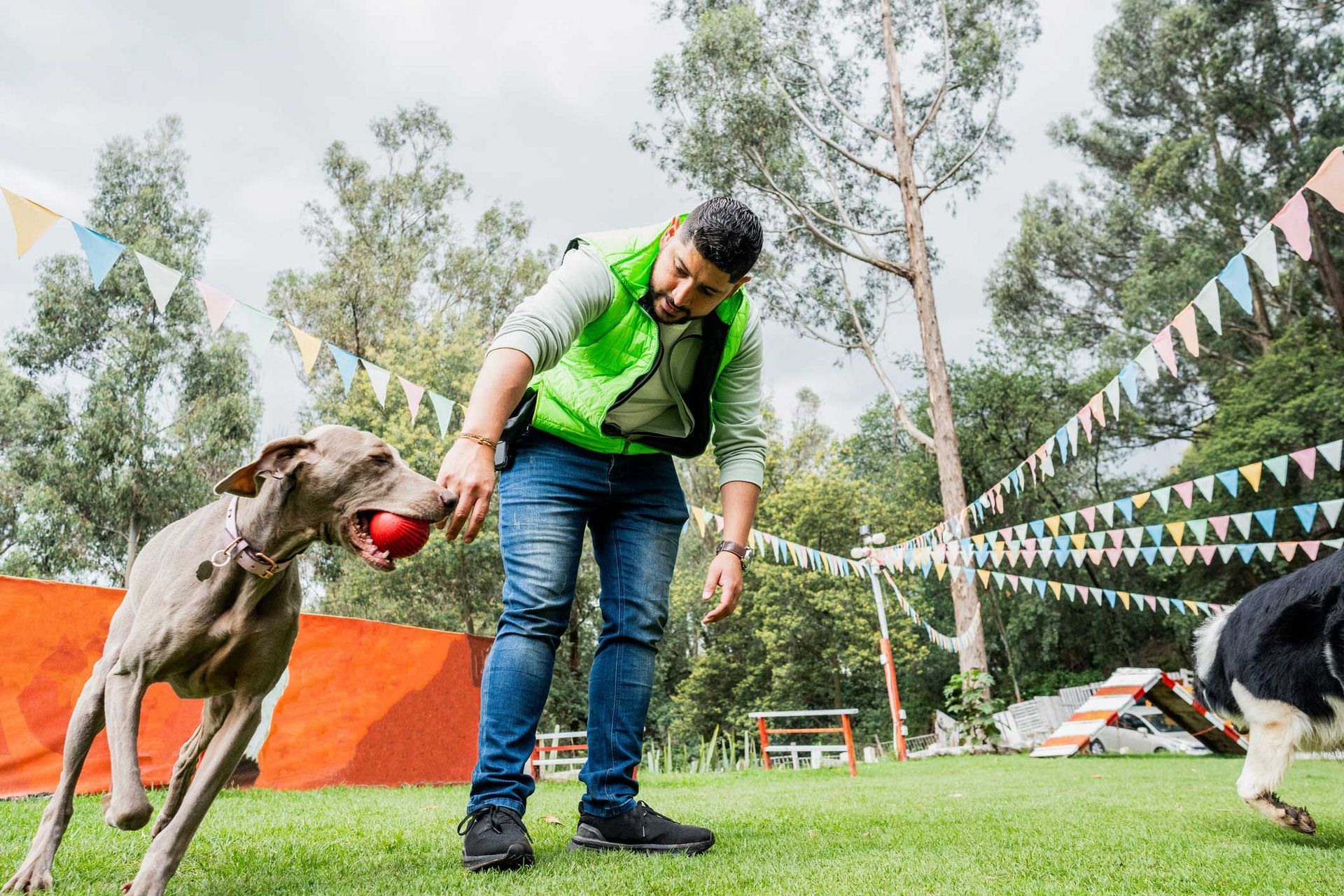 A dog trainer is teaching a dog how to play with a ball.