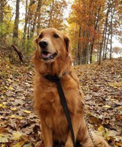 Dog Sitting on Leaves — Niles, MI — Bunk & Biscuit