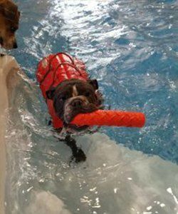 Dog Swimming on Heated Indoor Pool — Niles, MI — Bunk & Biscuit