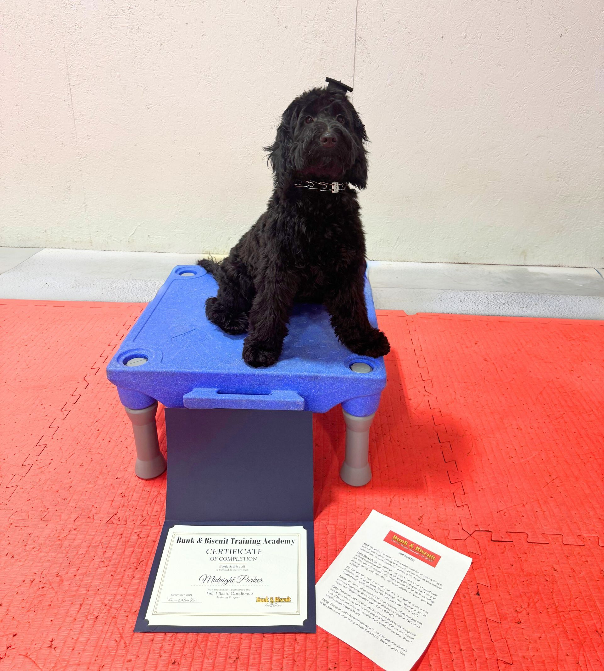 Two Happy Trained Dogs — Niles, MI — Bunk & Biscuit