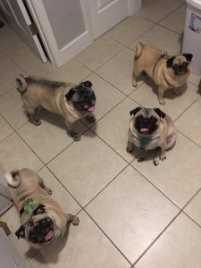 Four Pugs — Niles, MI — Bunk & Biscuit