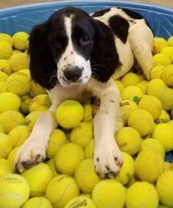 Dog Sitting on Tennis Balls — Niles, MI — Bunk & Biscuit