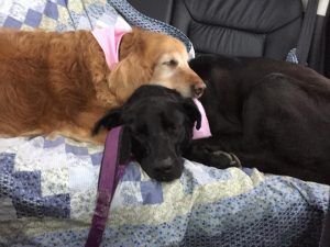 Two Dogs Sleeping Comfortably — Niles, MI — Bunk & Biscuit