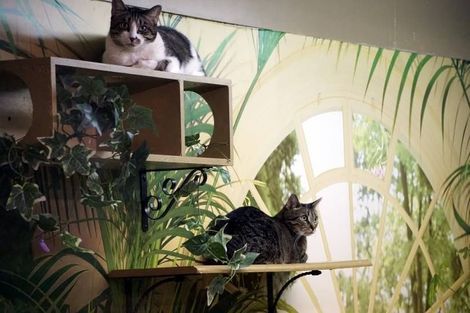 Cat Sitting — Niles, MI — Bunk & Biscuit