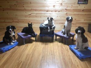 A group of dogs doing dog training classes in Berrien County, MI