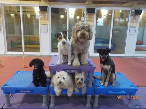 Six Dogs Sitting on Platform — Niles, MI — Bunk & Biscuit