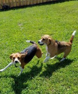 Two Dogs Running and Playing — Niles, MI — Bunk & Biscuit