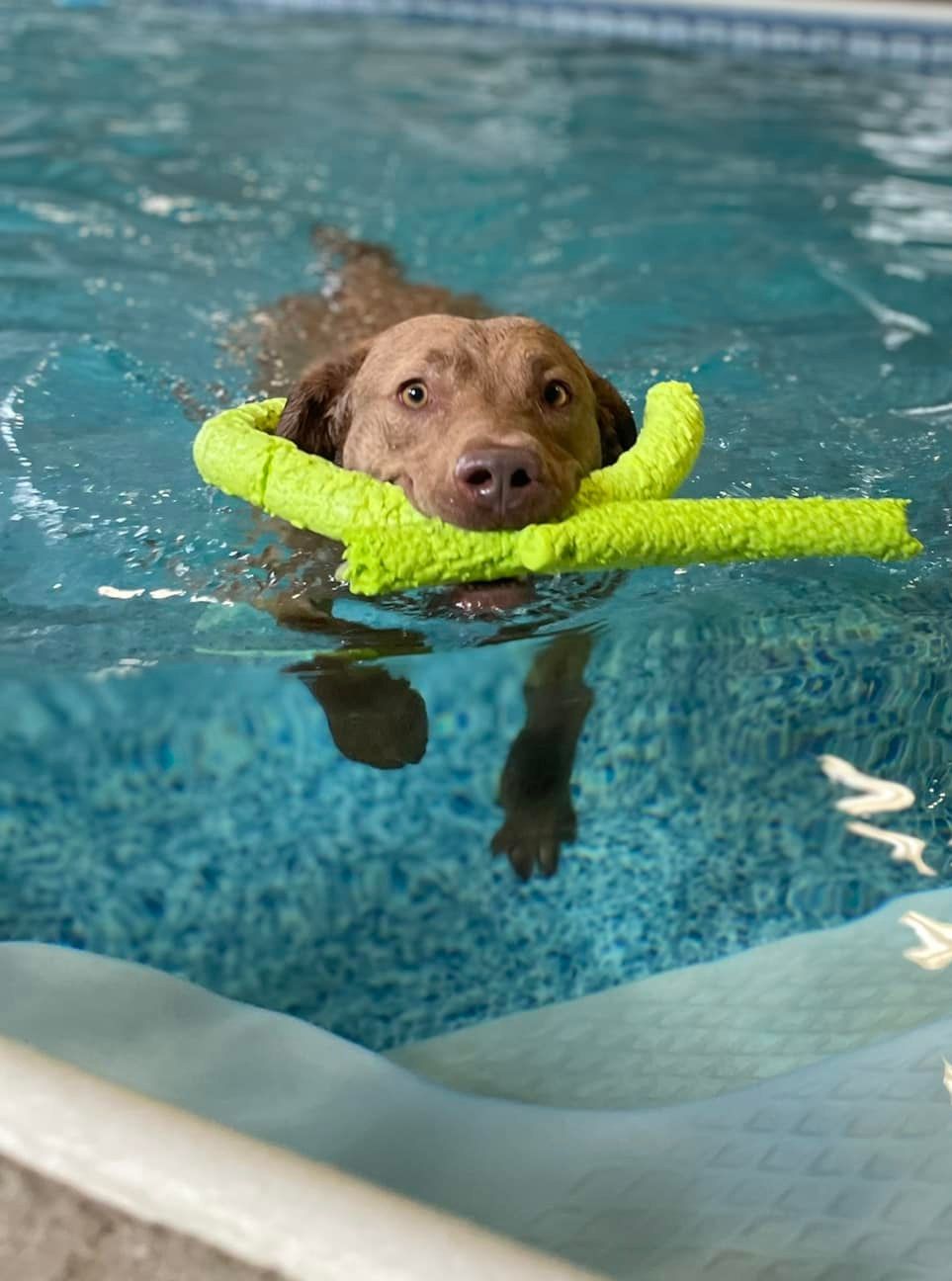 Dog Daycare Niles, MI Bunk & Biscuit