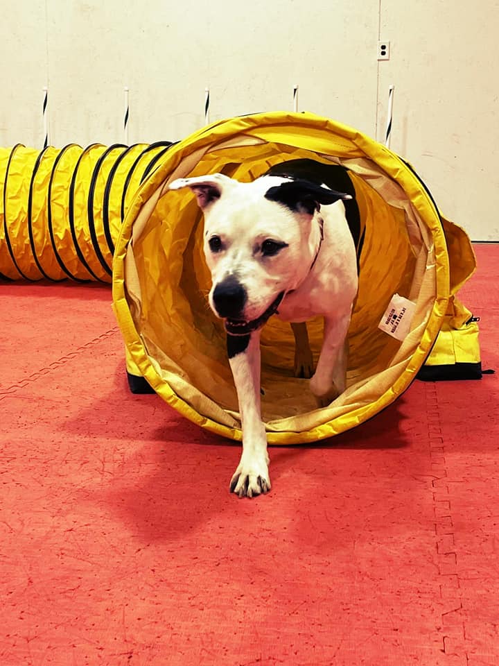 Dog Daycare Niles, MI Bunk & Biscuit