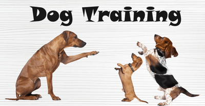 Dog Training — Niles, MI — Bunk & Biscuit