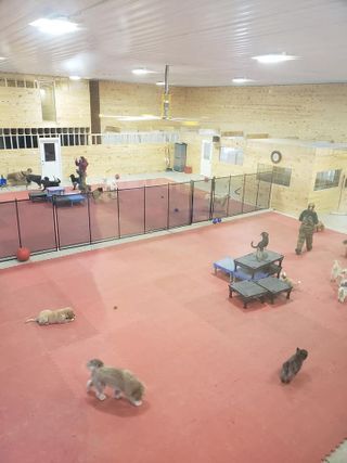 Dog Daycare Facility — Niles, MI — Bunk & Biscuit