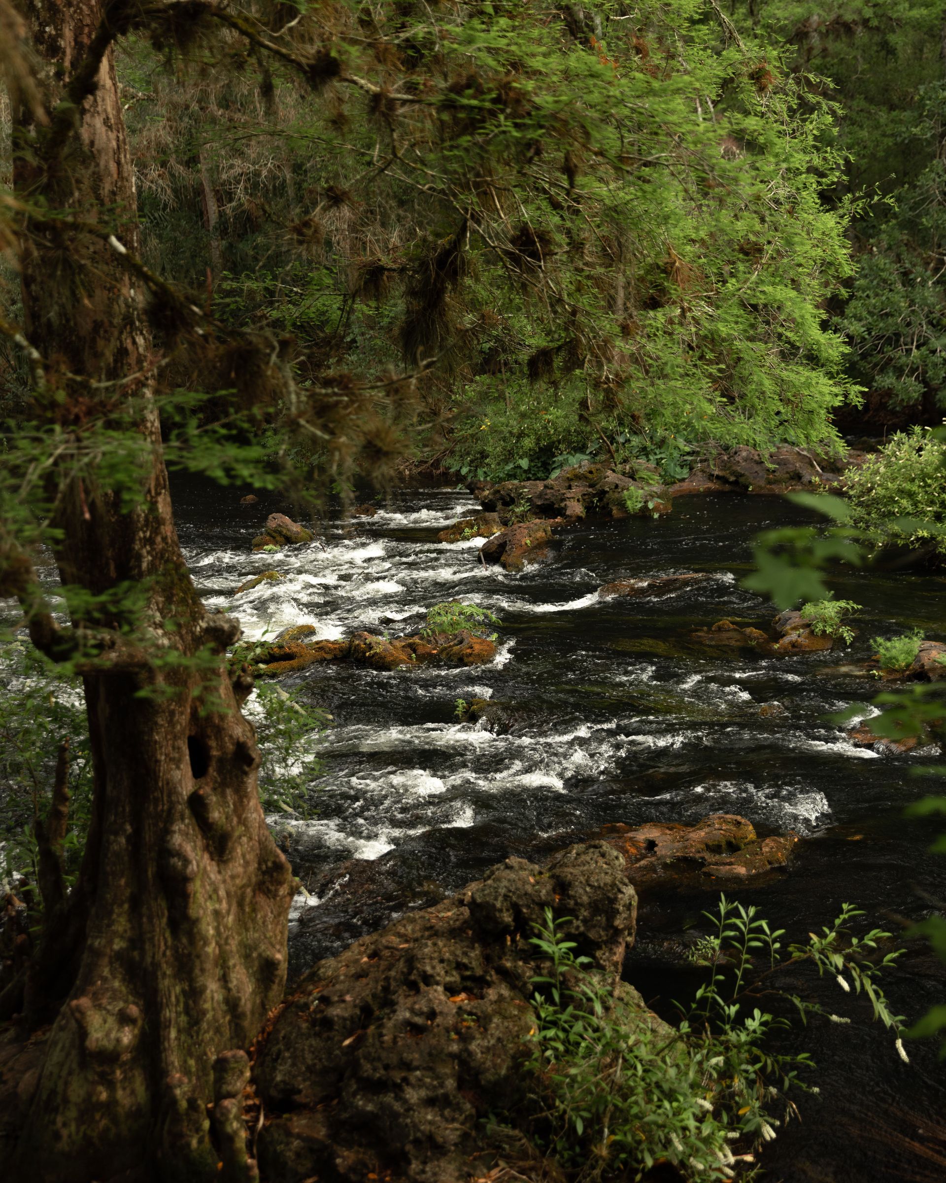 River flowing through a forest, dark water over rocks, green foliage, sunlight.