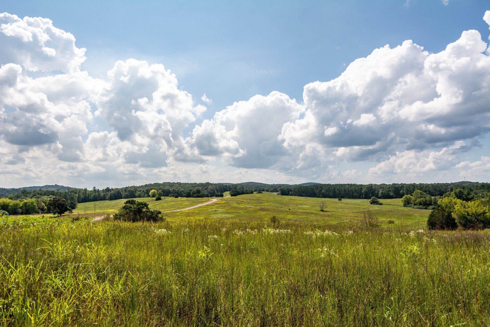 Grassy field under a blue sky dotted with puffy white clouds, with trees along the horizon.