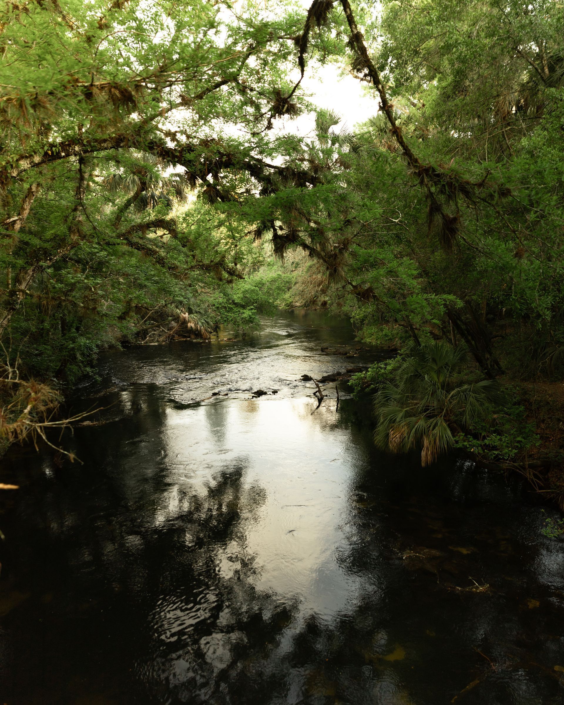A dark stream flows through a lush green forest, reflecting the sky.