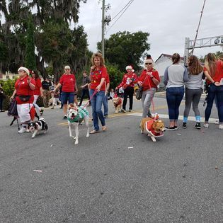 A group of people are walking dogs down a street in a parade.