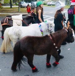A group of people riding ponies down a street.