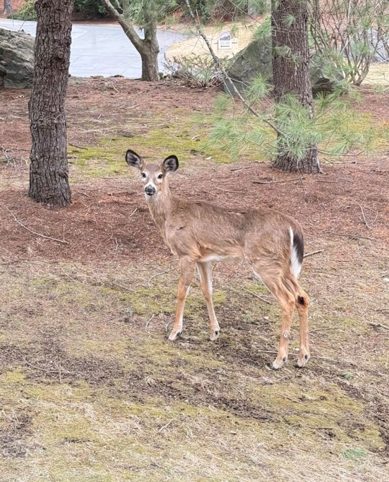 PowerBees performing air duct cleaning at residential townhome in Winchester MA