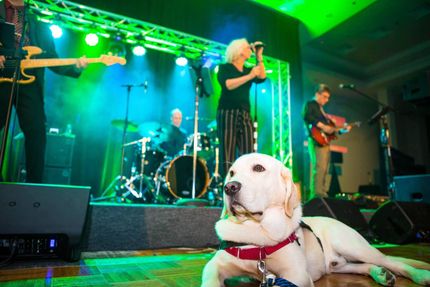 A Labrador service dog sits on a stage, band in the background performing. Green and blue stage lights.