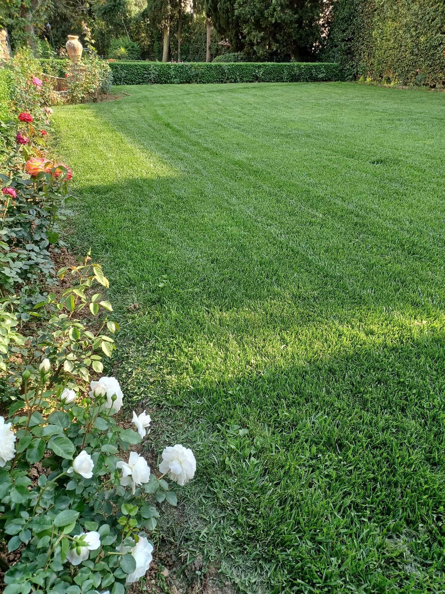 cura del prato firenze