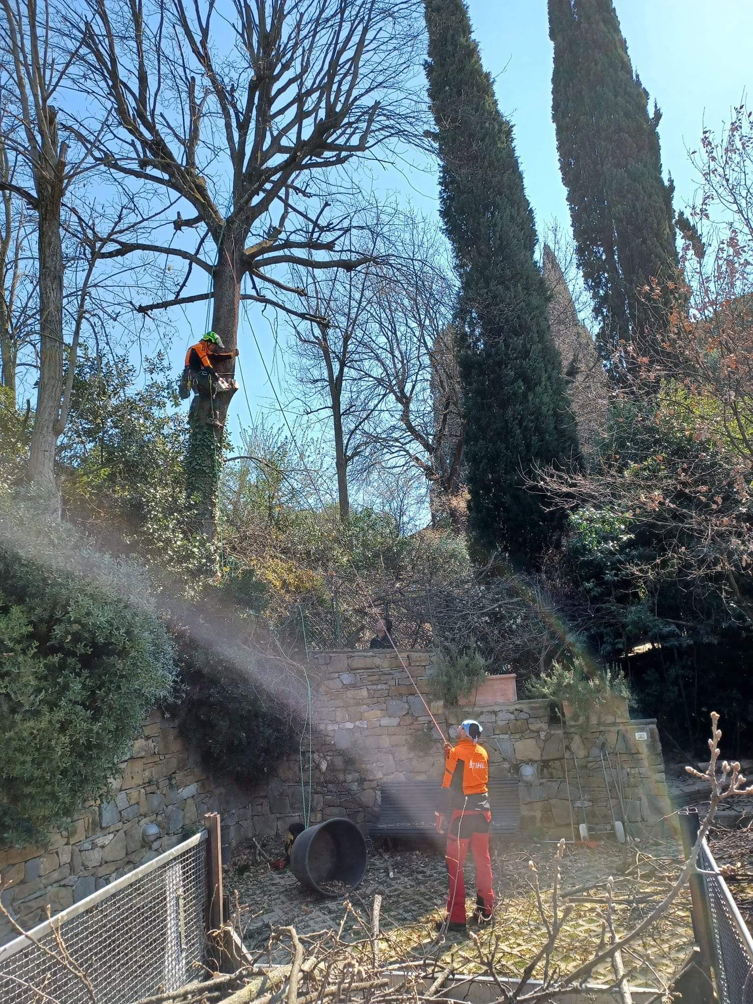 Tree climbing firenze