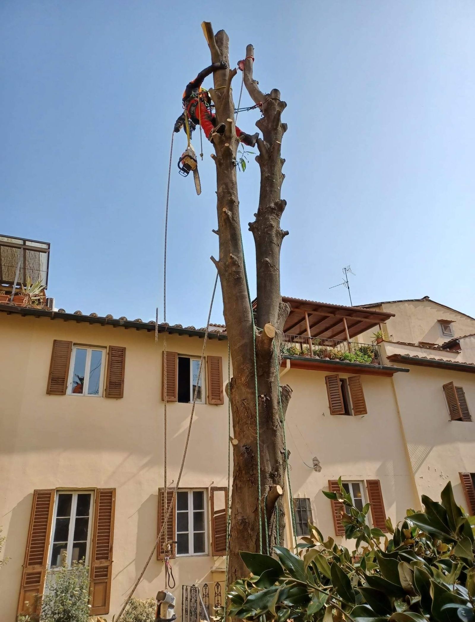 Potatura e abbattimento alberi firenze