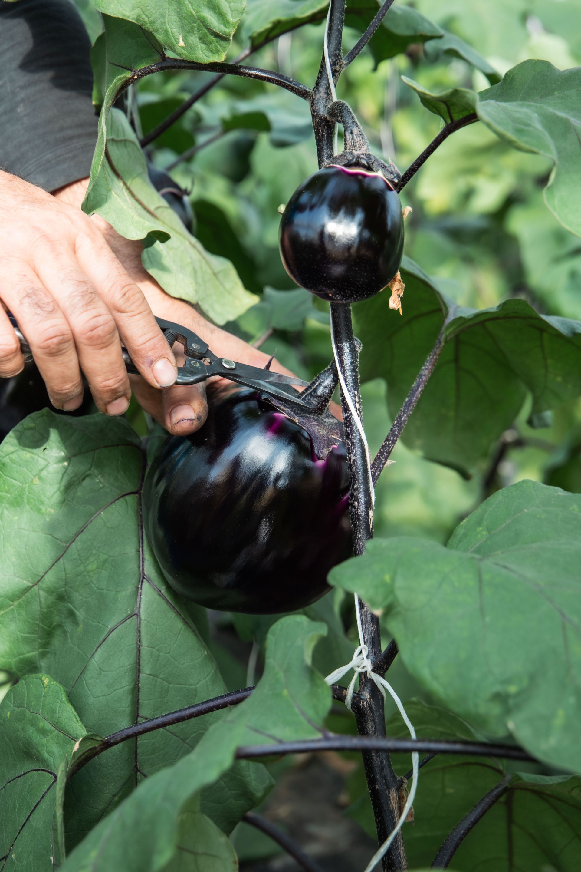 Società Cooperativa 4G