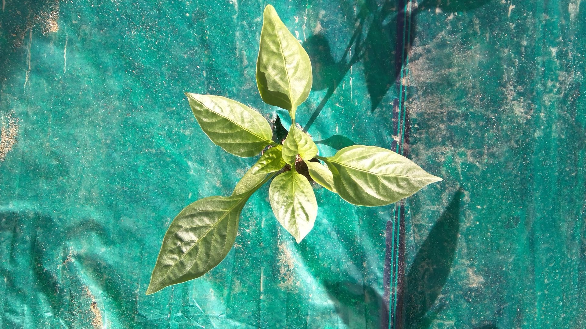 Società Cooperativa 4G