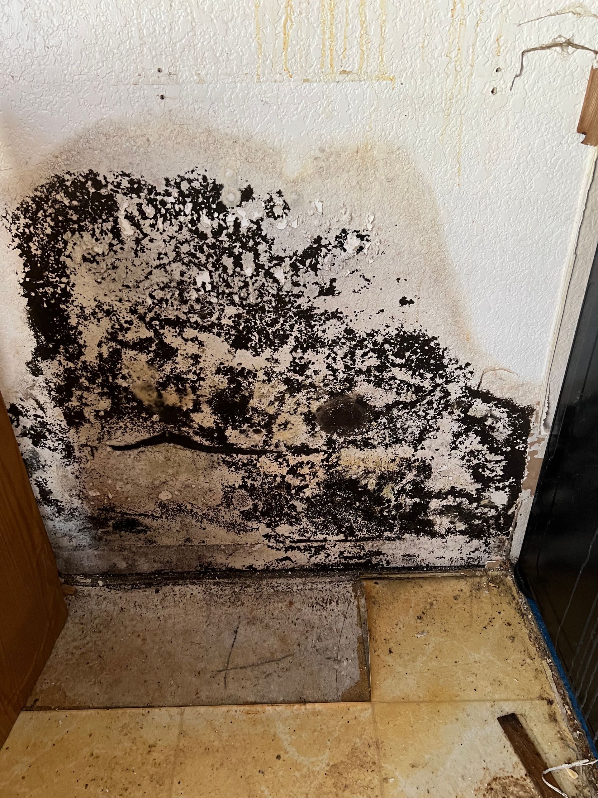 Black mold spreading across a wall and baseboard in a damaged, damp interior corner.