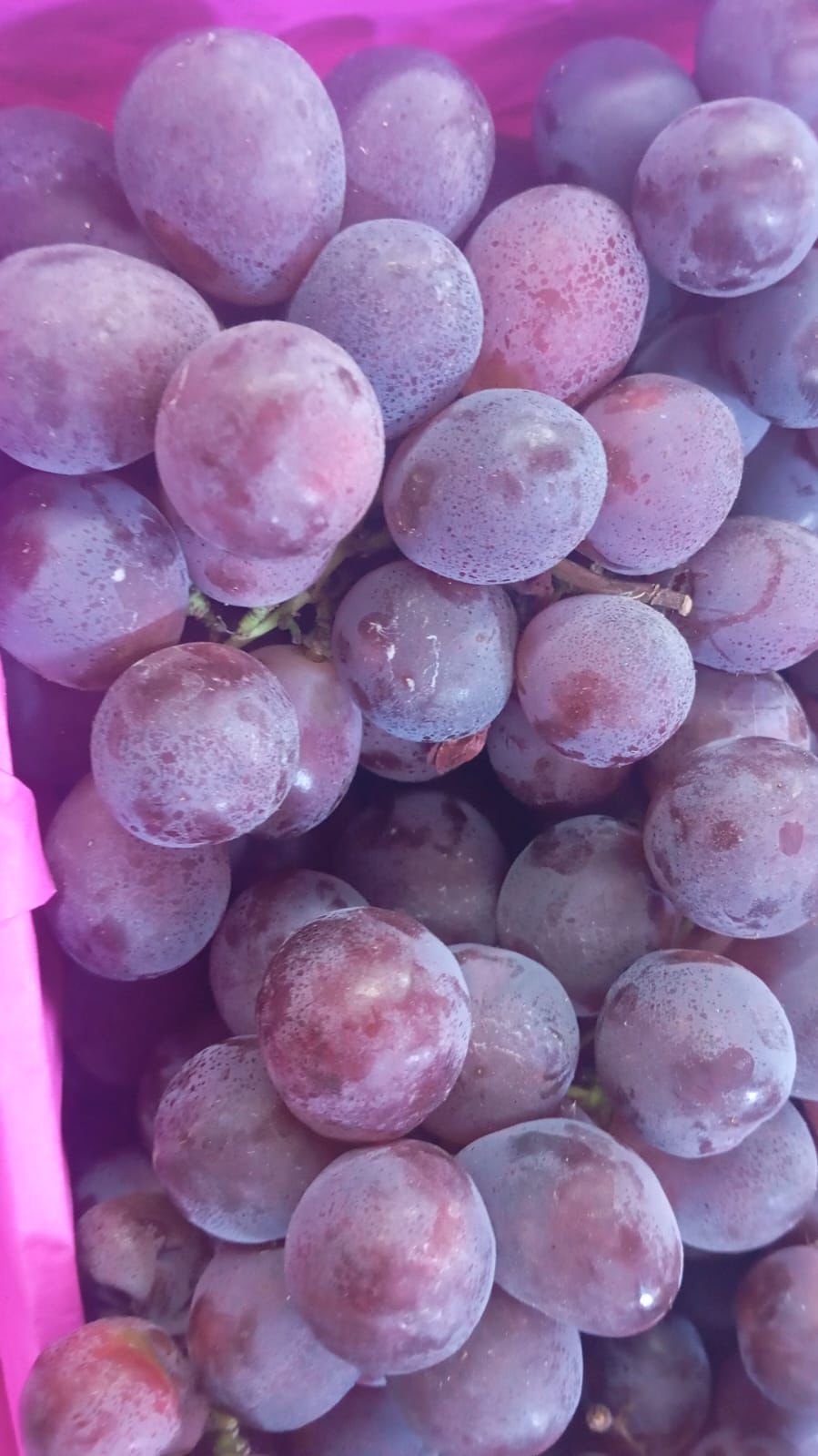 Uvas