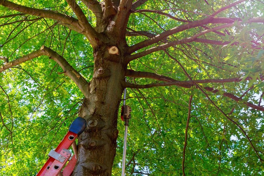 Red ladder leaning against a tree trunk beneath a leafy green canopy in bright sunlight