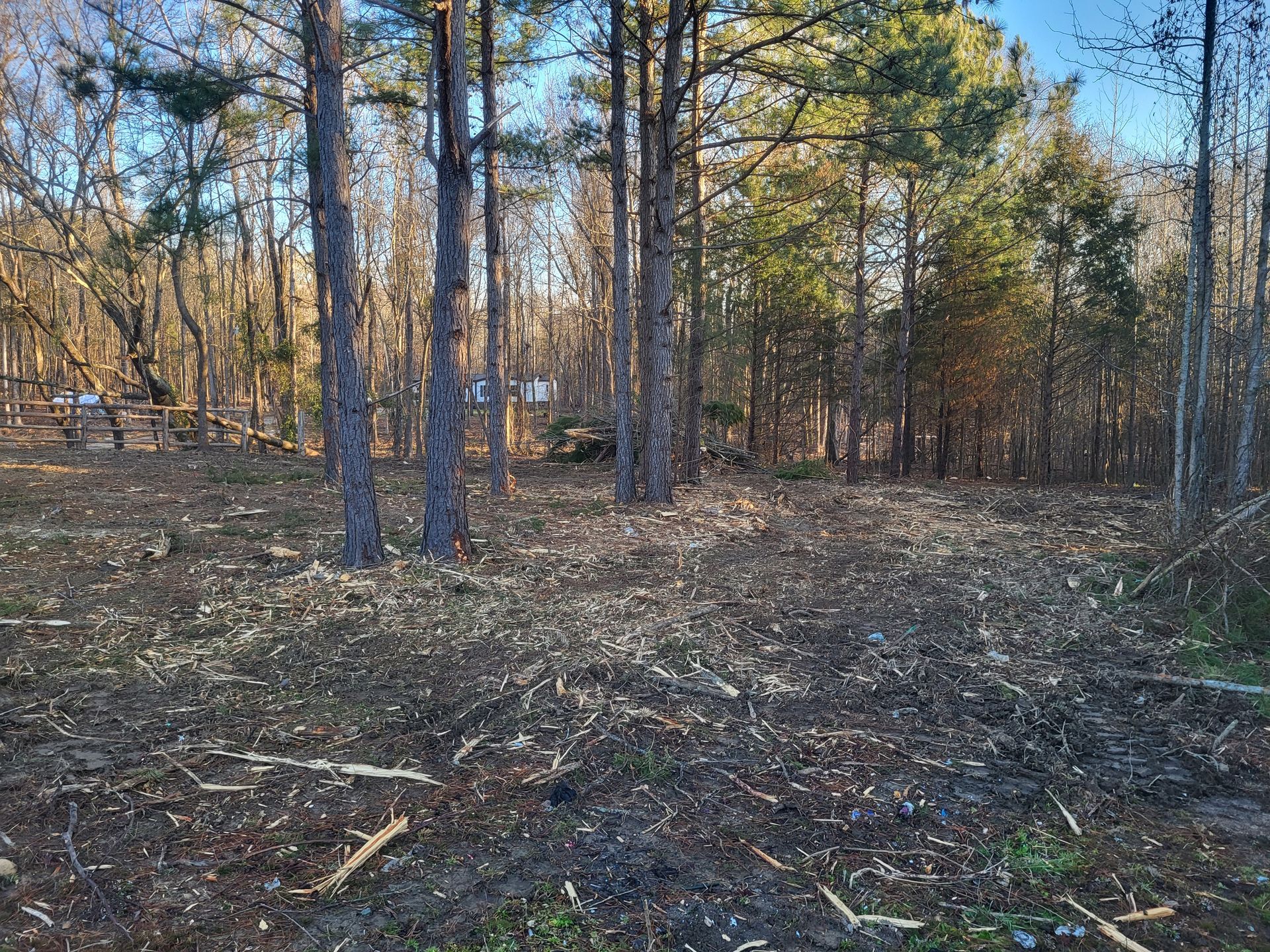 There is a lot of wood in the middle of the forest.