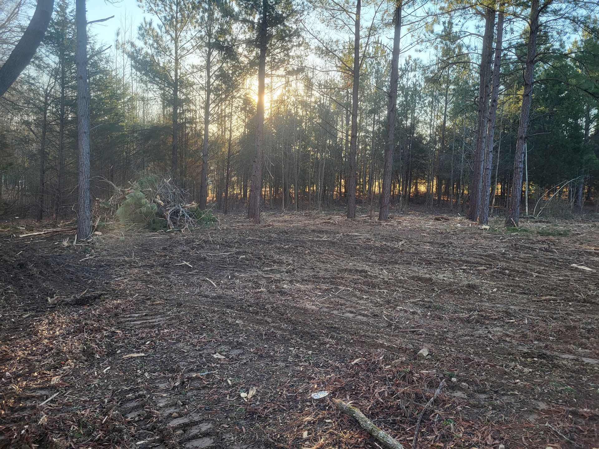 The sun is shining through the trees in the middle of a forest.