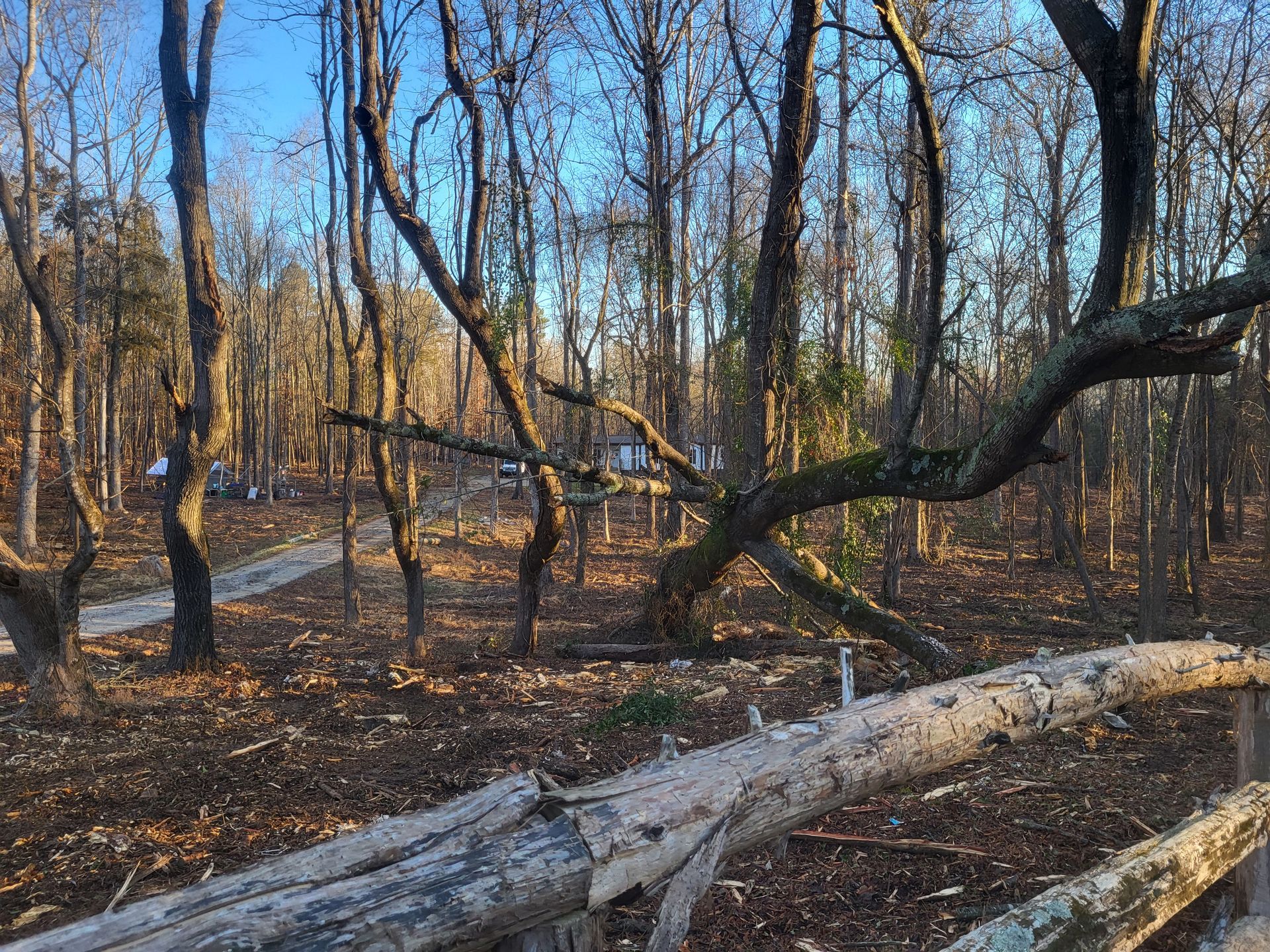 A fallen tree branch in the middle of a forest.